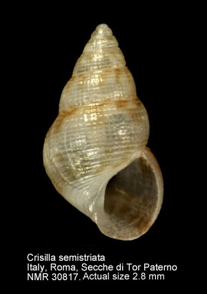 Crisilla semistriata.JPG - Crisilla semistriata(Montagu,1808)